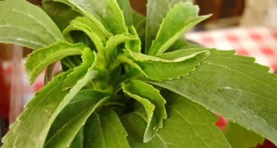 Stevia Rebaudiana, la planta dulce
