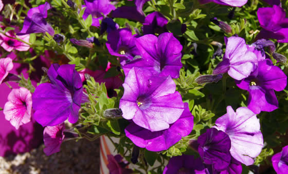 Surfinias, petunias axilaris