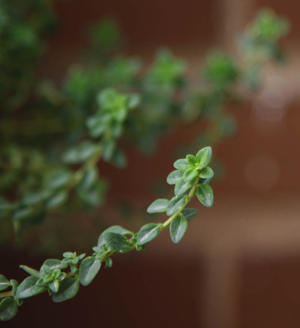 Thymus vulgaris