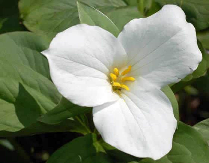 Trillium grandiflorum