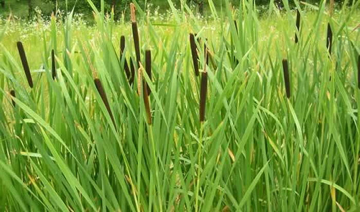 Typha latifolia