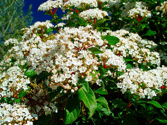 Viburnum tinus 02