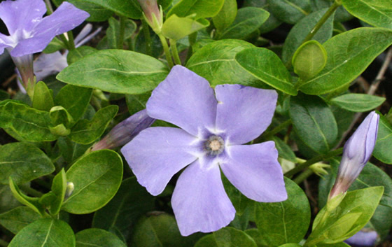 Vinca minor