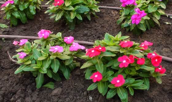 Vincas en el jardín