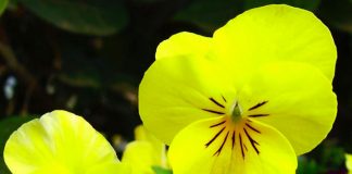 Viola x wittrockiana