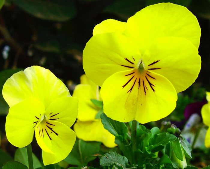 Viola x wittrockiana | Revista de Flores, Plantas, Jardinería, Paisajismo y  Medio ambiente