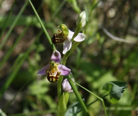 Orquídeas como recompensa