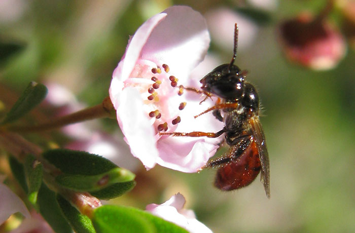 Abeja en una flor de Thryptomene saxicola