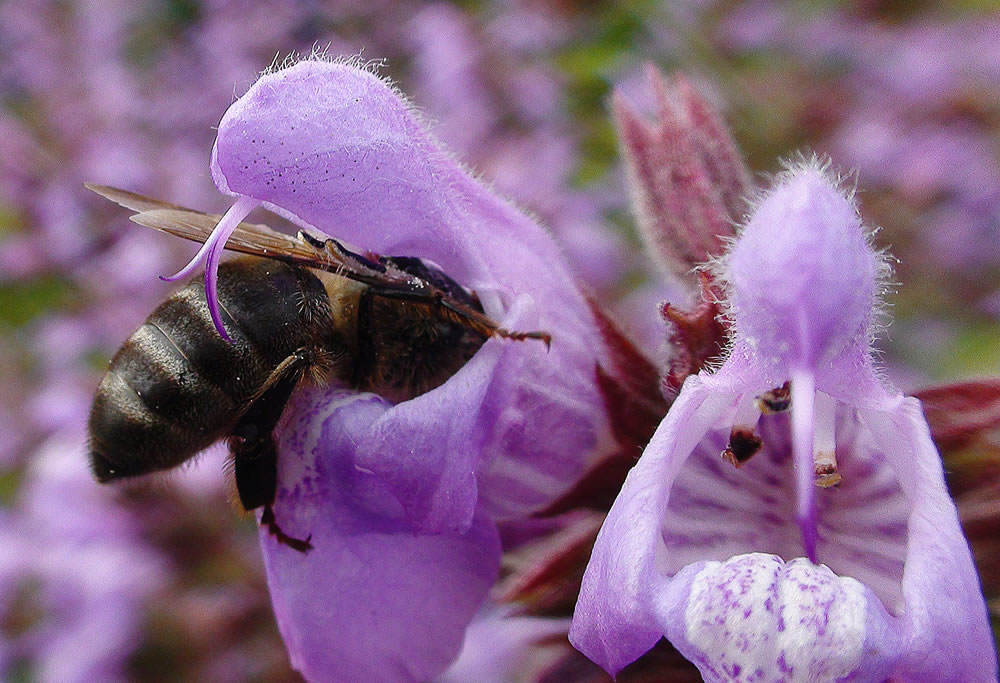 abeja salvia