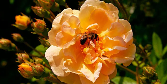 Abeja sobre la flor de un rosal
