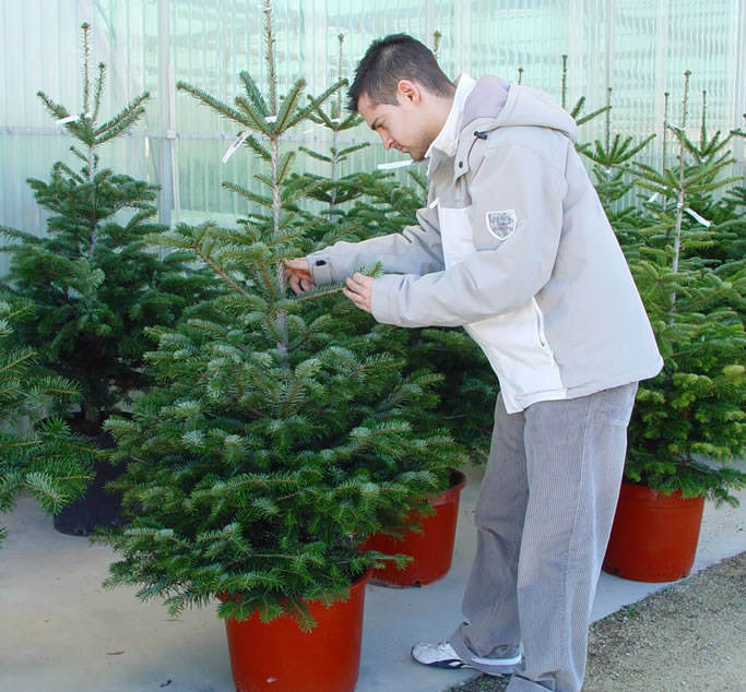 Abetos de navidad