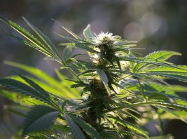 Abonos de floración para marihuana