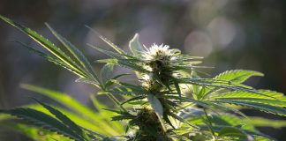 Abonos de floración para marihuana