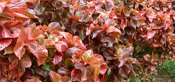 Acalypha wilkesiana en jardines