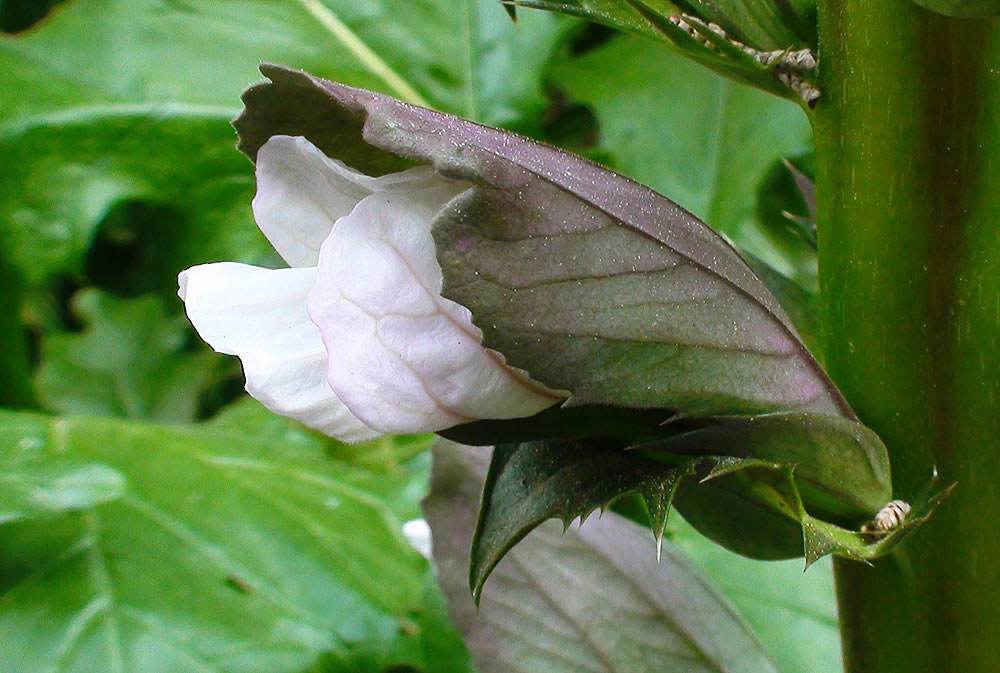 Acanthus mollis