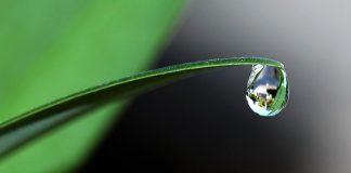 Mecanismos de acción de los bioestimulantes