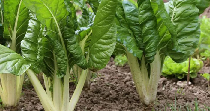 Acelgas de penca estrecha en cultivo Acelgas de penca estrecha en cultivo