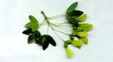 acer monspes