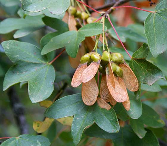 Acer monspessulanum