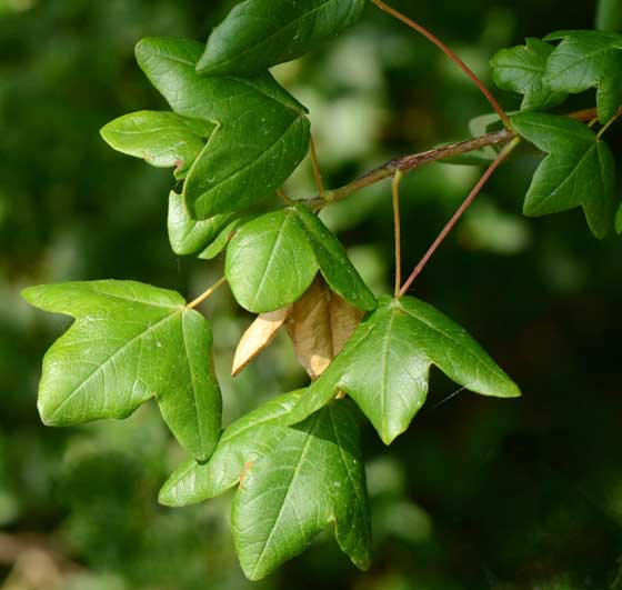 Acer monspessulanum