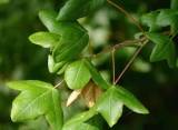 Acer monspesulanum