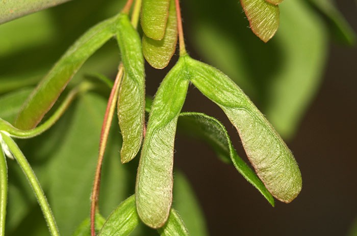 Acer negundo