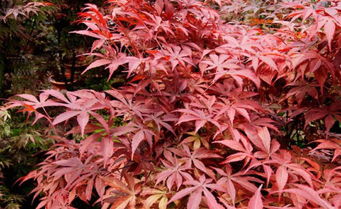 acer palmatum atropurpurea