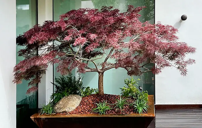 Acer palmatum Atropurpureum en jardín