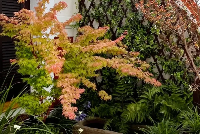 Acer palmatum en primavera