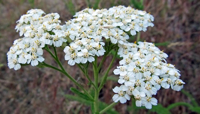 Flores de Achillea millefolium