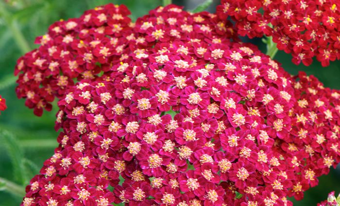 Flores de Achillea millefolium