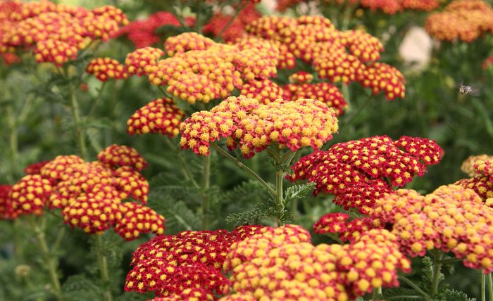 Flores de Achillea millefolium