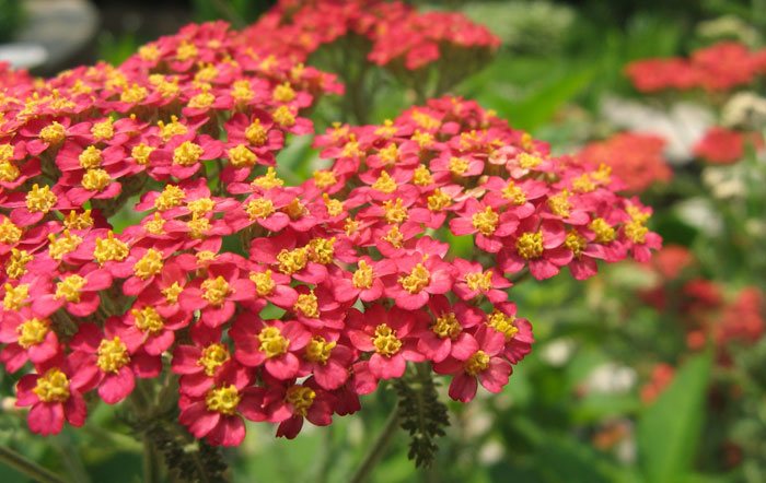 Flores de Achillea millefolium