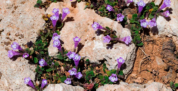 Plantas de Acinos alpinus