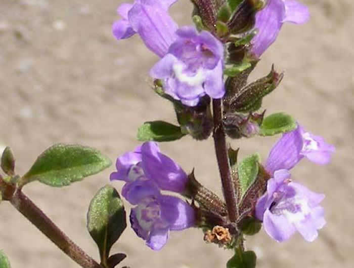 acinos alpinus