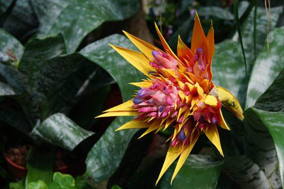 Aechmea fasciata de color amarillo