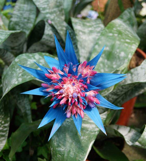 Aechmea fasciata de color azul