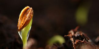 Avances nutrición vegetal