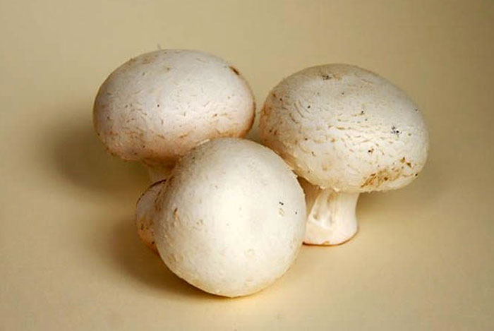 Champiñón, Agaricus bisporus