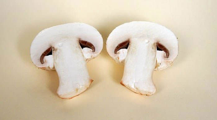 Agaricus bisporus