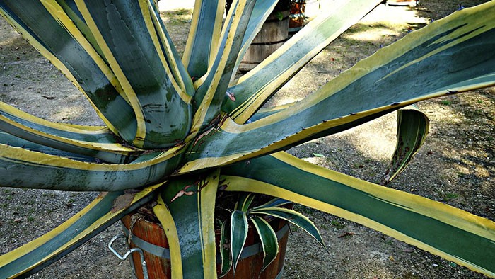 Agave americana