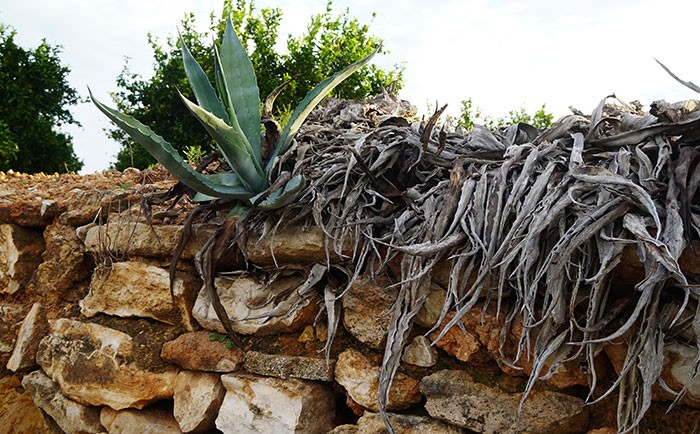 Agave americana