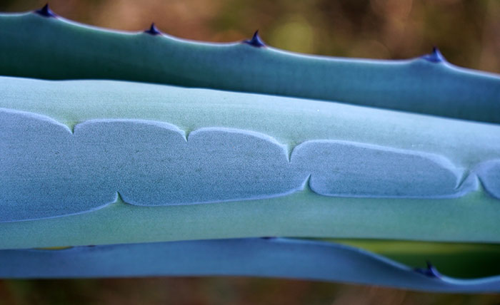 Agave americana