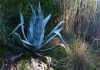 Agave americana