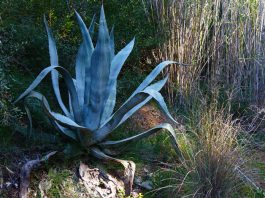 Agave americana