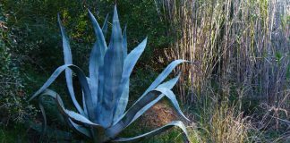 Agave americana