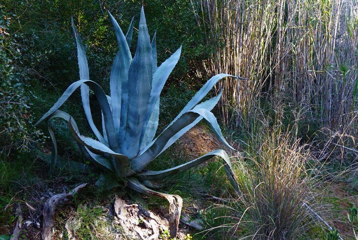 Agave americana