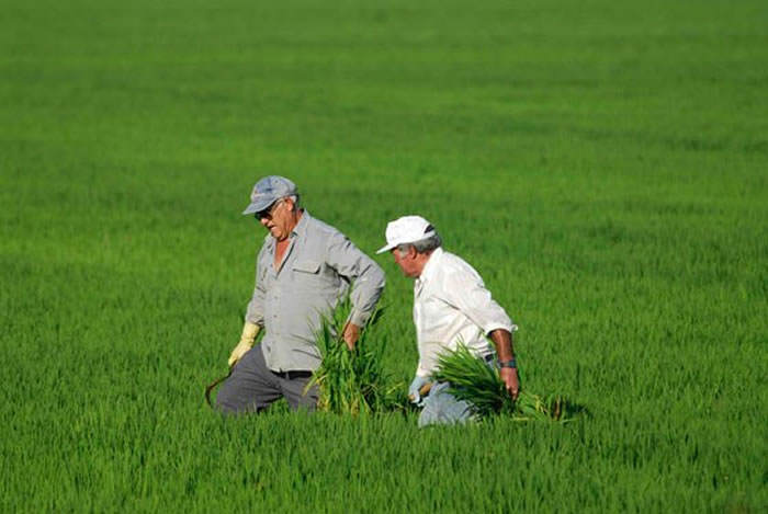 agricultores arroceros