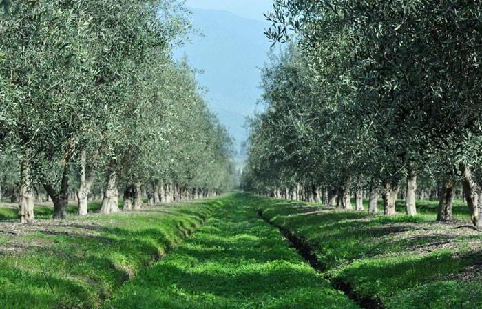 Cambio global y agricultura de conservación