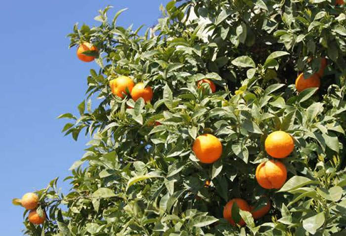 agricultura ecológica